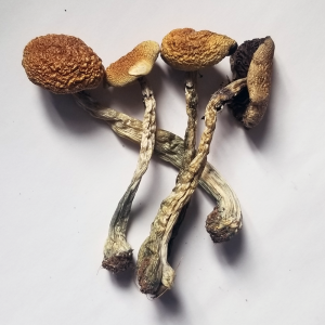 Golden Teacher Mushrooms USA