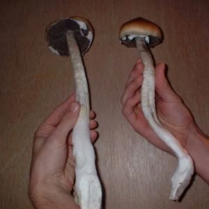 Buy Psilocybe Cubensis B+