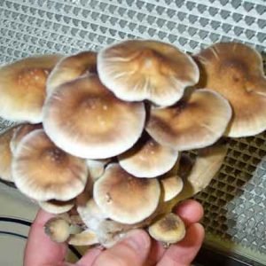 Buy Psilocybe Cubensis B+